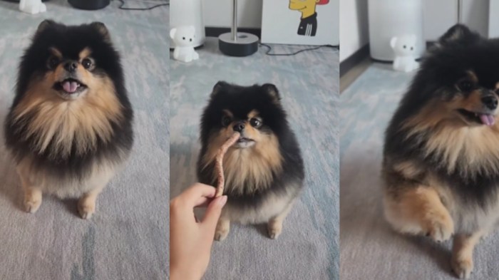 CHUTOGEL Yeontan, anjing kesayangan V BTS:  Kesehatan, foto, dan video terbaru