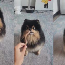 CHUTOGEL Yeontan, anjing kesayangan V BTS:  Kesehatan, foto, dan video terbaru