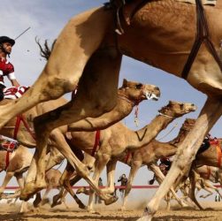 Sejarah taruhan pacuan unta di Timur Tengah